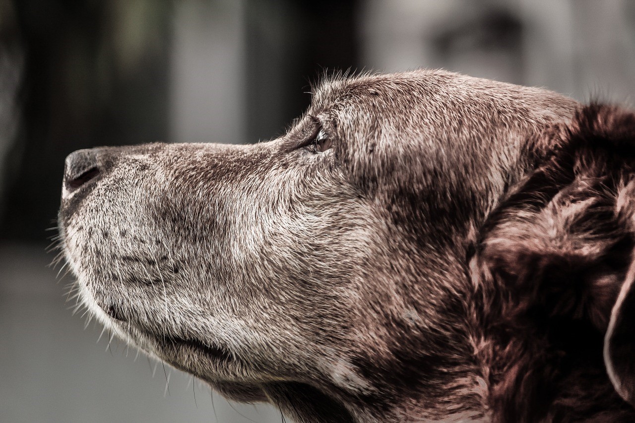 Oudere hond met tekenen van artritis 