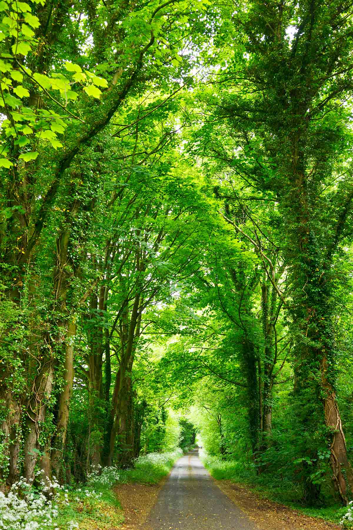 Tunnel van groene bomen op het platteland