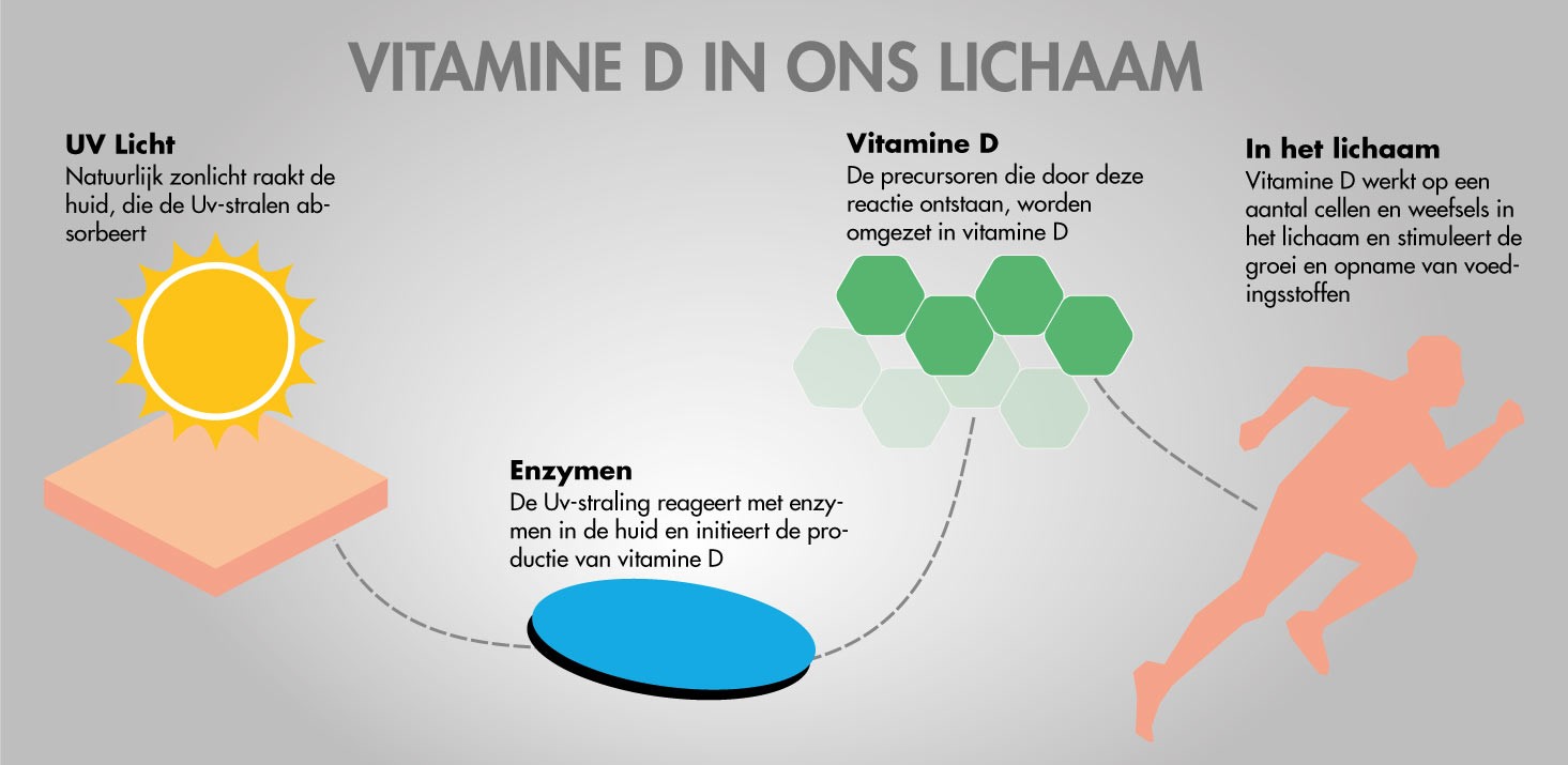 Vitamin D in het menselijke lichaam 